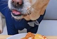 点拼好饭被骂狗饭 ,狗狗每次吃完都嗯嗯叫？