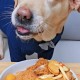 点拼好饭被骂狗饭 ,狗狗每次吃完都嗯嗯叫？
