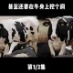 奶牛场发现6人死亡,一头奶牛和一车稻谷共重一吨？