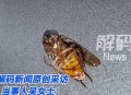 咖啡上撒蟑螂1杯40元,为啥咖啡粉里有蟑螂？