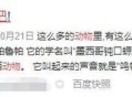 毛孩子成新流量密码,为什么拍什么视频都说是流量密码？