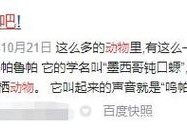 毛孩子成新流量密码,为什么拍什么视频都说是流量密码？