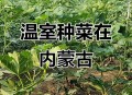 自驾到内蒙捡蔬菜,自驾到内蒙捡蔬菜可以吗