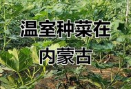 自驾到内蒙捡蔬菜,自驾到内蒙捡蔬菜可以吗
