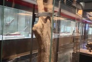 济南现恐龙形状大树,济南市哪个博物馆有恐龙化石？