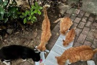 医生持弓箭射流浪猫,急诊科医生猫进肚子里结局？