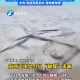 台风后遍布生蚝蛤蜊,为什么大风过后生蚝质量会下降？