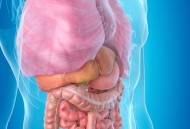 唯一不会长大的器官,人体唯一不会长大的器官？