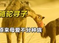 骆驼受惊将母子摔下,骆驼受惊将母子摔下来的故事