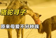 骆驼受惊将母子摔下,骆驼受惊将母子摔下来的故事