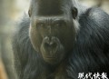 上海动物园道歉,北京动物园饲养员被指抽打中美貘，园方：诚恳致歉，对该饲养员停职检查，该行为未对动物造成伤害。你怎么看？