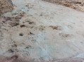四川现迷你恐龙足迹,四川现迷你恐龙足迹图片