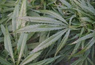 小孩哥发现野生大麻,种植的麻与野生有什么区别？