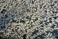 日河道现鱼群引担忧,日本河道鱼