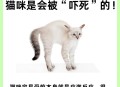 深夜进楼踩死流浪猫,刚刚下楼梯不小心踩死一只猫预示着什么？