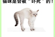 深夜进楼踩死流浪猫,刚刚下楼梯不小心踩死一只猫预示着什么？