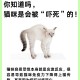 深夜进楼踩死流浪猫,刚刚下楼梯不小心踩死一只猫预示着什么？