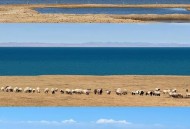 吃烤肉吃出插卡针,去青海自驾游最基本需要多少费用？