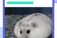 宠物鼠被带上高铁,请问仓鼠可以直接带上高铁吗？