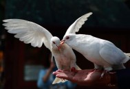 南京放飞3千羽和平鸽,沈阳市和平区南京三校怎么样？