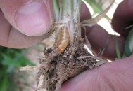 卖小麦收28万遭冻结,请问银行在没有通知的情况下可以截流养老金和小麦补助吗？