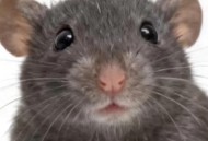 4只太空鼠吃上果冻,4只太空鼠吃上果冻会怎么样