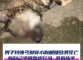 将狗摔死男子被行拘,打死一只狗判几年？