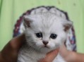 主人欠钱猫被拍卖,主人欠钱猫被拍卖怎么办