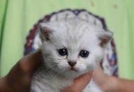 主人欠钱猫被拍卖,主人欠钱猫被拍卖怎么办