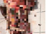 日本熊有吃人痕迹,日本熊有吃人痕迹吗