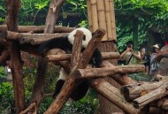 日民众排队送大熊猫,现在看熊猫花花要排队多久？