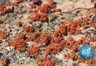 南极地衣百年长1毫,南极地衣和南极石的价值高么？想转让一个，但是不知道多钱转让？