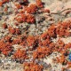 南极地衣百年长1毫,南极地衣和南极石的价值高么？想转让一个，但是不知道多钱转让？