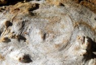 惊现2万恐龙足迹,恐龙脚印为什么凸起？