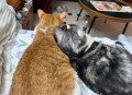 流浪人员不愿转移,我家流浪猫生完仔突然搬家还能回来吗？