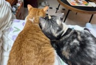 流浪人员不愿转移,我家流浪猫生完仔突然搬家还能回来吗？