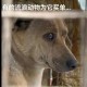 物业称将捕杀流浪猫,如何看待物业捕杀小区流浪动物？