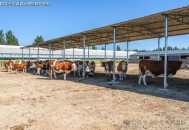 牛从屋顶坠下砸死人,牛从屋顶坠下砸死人视频