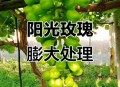 阳光玫瑰变阳光没贵,阳光玫瑰葡萄膨大无核的处理配方？