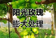 阳光玫瑰变阳光没贵,阳光玫瑰葡萄膨大无核的处理配方？