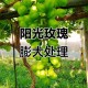 阳光玫瑰变阳光没贵,阳光玫瑰葡萄膨大无核的处理配方？