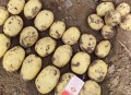 游客内蒙古捡土豆,内蒙冻土豆的做法？