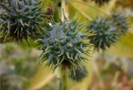 吞20粒蓖麻子致中毒,绝命毒师里老白用的，蓖麻毒素，蓖麻豆子能用手摸么？