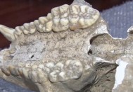 贵州现52具熊猫化石,中国贵州珍藏熊猫