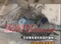 猫屋虐猫致4只猫死,虐猫的人，是一种什么样的心理？
