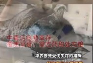 猫屋虐猫致4只猫死,虐猫的人，是一种什么样的心理？