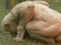 老人动物园内跳舞,武汉动物园大猩猩跳舞是真的吗? 老人动物园内跳舞,武汉动物园大猩猩跳舞是真的吗?