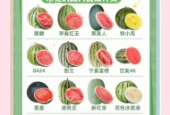 西瓜摔碎就地开吃,为什么苹果、西瓜等一些水果摔过之后就不怎么好吃了？