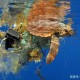 把垃圾废水倒入电梯,把垃圾废水倒入电梯里