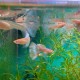 水族馆元老级鱼离世,我水族箱里的热带鱼身上长白毛相继死去怎么办啊？